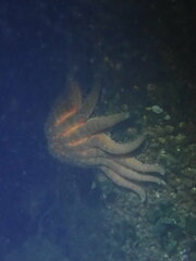 Pycnopodia helianthoides