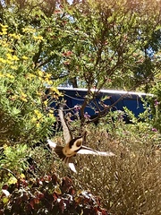 Acanthorhynchus tenuirostris