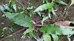 Microsorum membranaceum