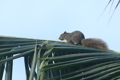 Callosciurus