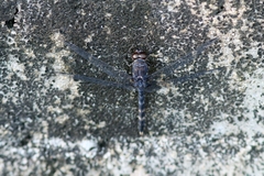 Bradinopyga geminata