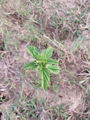 Malvastrum coromandelianum