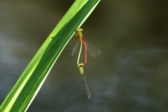 Ceriagrion auranticum