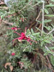Grevillea lanigera