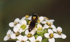 Hylaeus pictus
