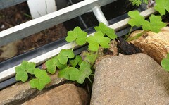 Hydrocotyle acutiloba