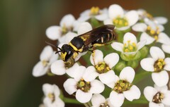 Hylaeus pictus