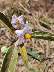Solanum campylacanthum