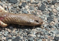 Pseudechis australis