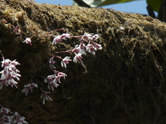 Dendrobium microbulbon