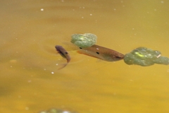 Trichopodus trichopterus