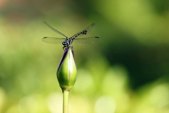 Ictinogomphus decoratus