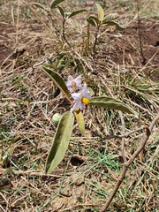 Solanum campylacanthum