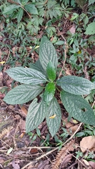 Paraphlomis javanica