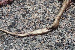 Pseudechis australis