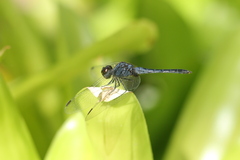 Indothemis carnatica