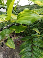 Polygonatum macranthum
