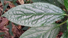 Paraphlomis javanica