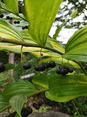 Polygonatum macranthum