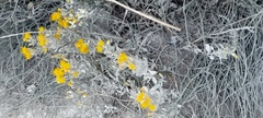 Galatella villosa
