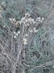 Jurinea stoechadifolia