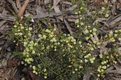 Acacia aspera