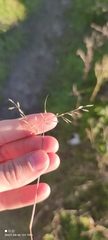Eragrostis minor