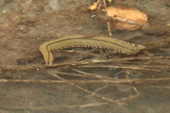 Hirudinaria