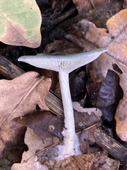 Clitocybe odora