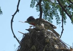 Pachyramphus aglaiae