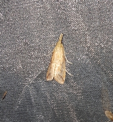 Schoenobiinae