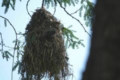 Pachyramphus aglaiae