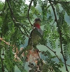 Pachyramphus aglaiae