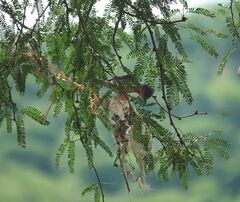 Pachyramphus aglaiae