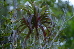Dracophyllum elegantissimum