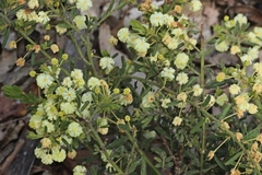 Acacia aspera
