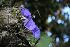 Convolvulaceae