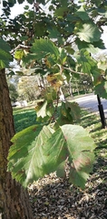 Alnus hirsuta