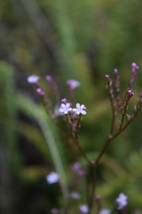 Valeriana urticifolia
