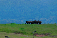 Elephas maximus indicus