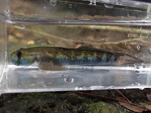 Bichique (Sicyopterus lagocephalus) — Gobiidae — 4