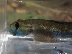 Sicyopterus lagocephalus