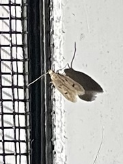 Carolana ascriptella