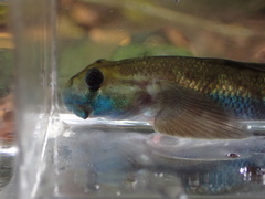 Sicyopterus lagocephalus