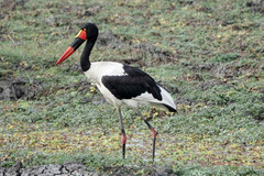 Ephippiorhynchus senegalensis