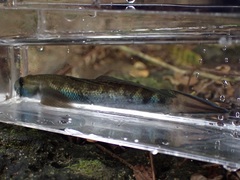 Sicyopterus lagocephalus