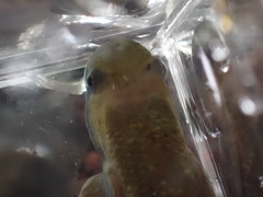 Sicyopterus lagocephalus