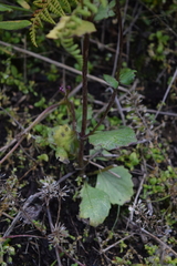 Valeriana urticifolia