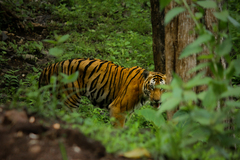 Panthera tigris tigris