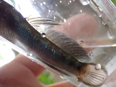 Sicyopterus lagocephalus